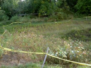 Briarwood Biopond
